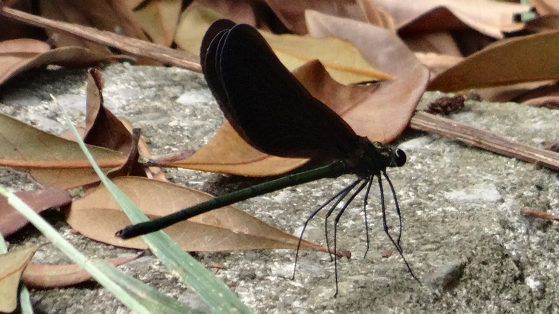 ハグロトンボ 横浜市旭区今宿東町