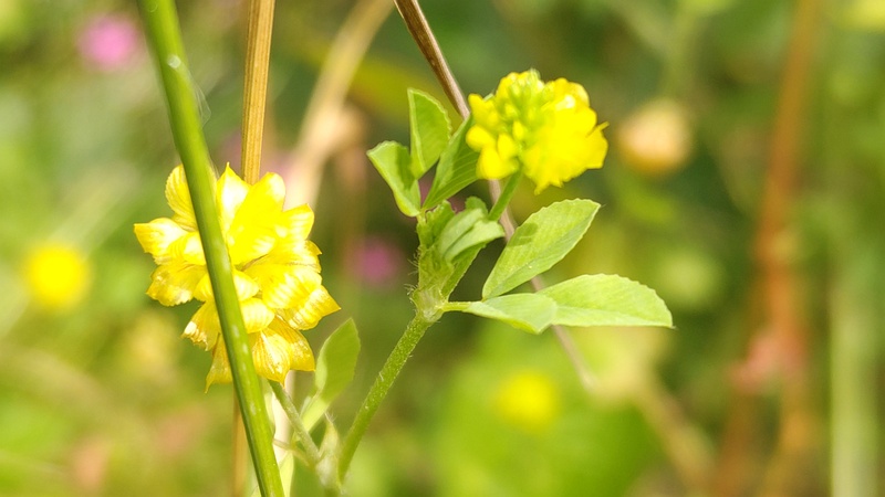 クスダマツメクサの花 横浜市旭区今宿東町