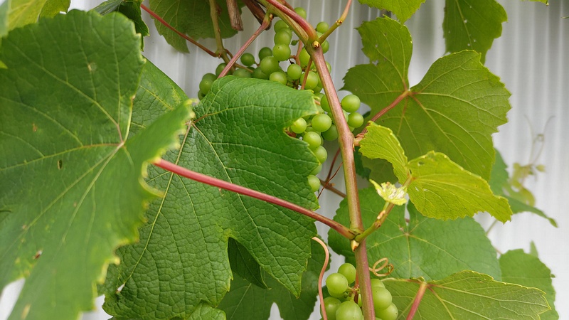 ブドウの果実 横浜市旭区中沢町