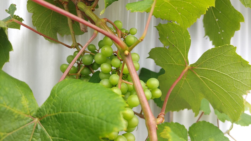 ブドウの果実 横浜市旭区中沢町