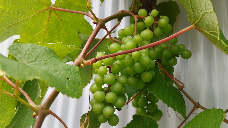 ブドウの果実 横浜市旭区中沢町