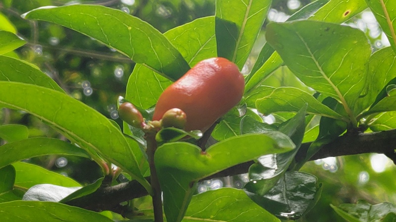 ザクロの蕾 横浜市旭区今川町今川公園