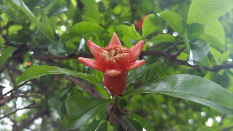 ザクロの花 横浜市旭区今川町今川公園