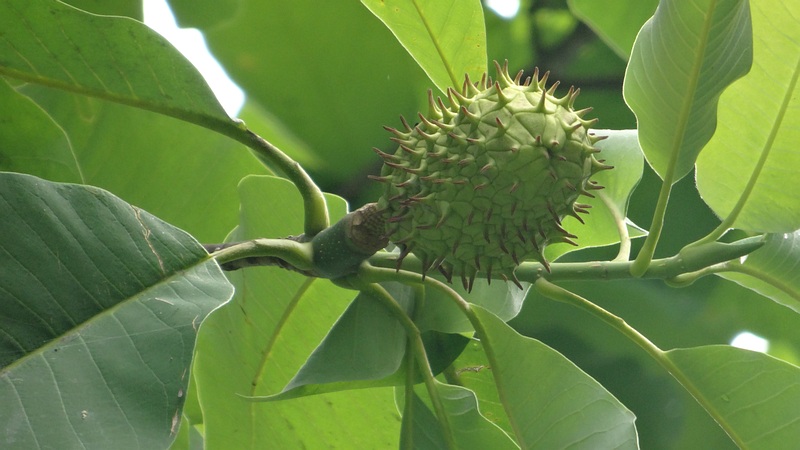 ホオノキの若い果実 横浜市旭区今川町今川公園