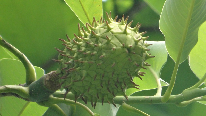 ホオノキの若い果実 横浜市旭区今川町今川公園
