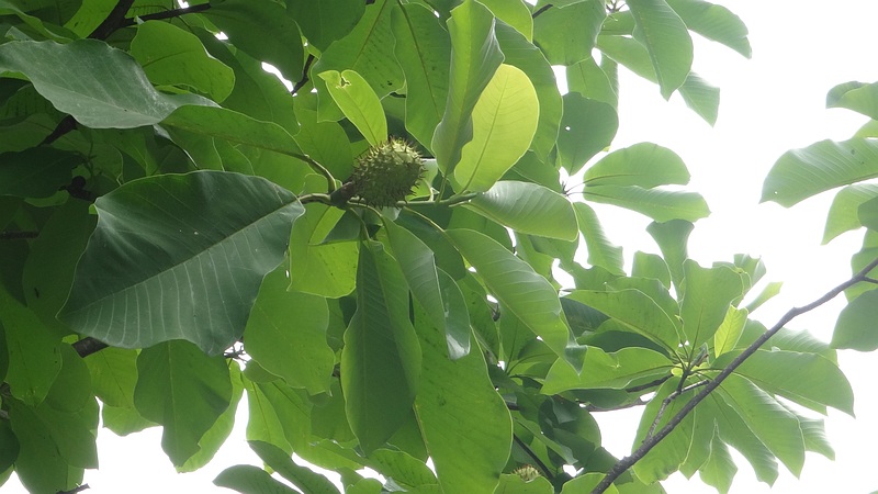 ホオノキの若い果実 横浜市旭区今川町今川公園