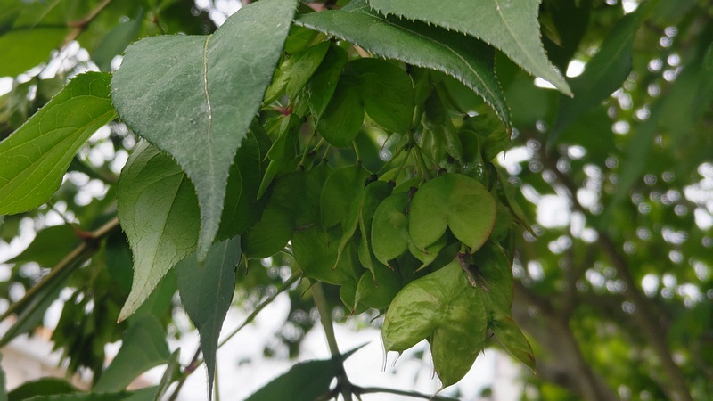 ミツバウツギの果実 横浜市旭区今川町今川公園