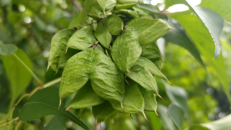 ミツバウツギの果実 横浜市旭区今川町今川公園