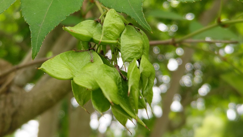 ミツバウツギの果実 横浜市旭区今川町今川公園