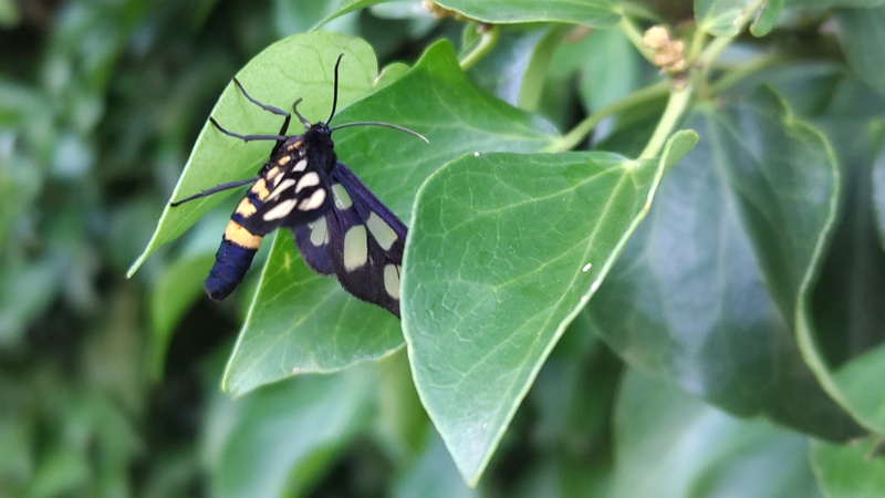 カノコガ 横浜市旭区今宿南町