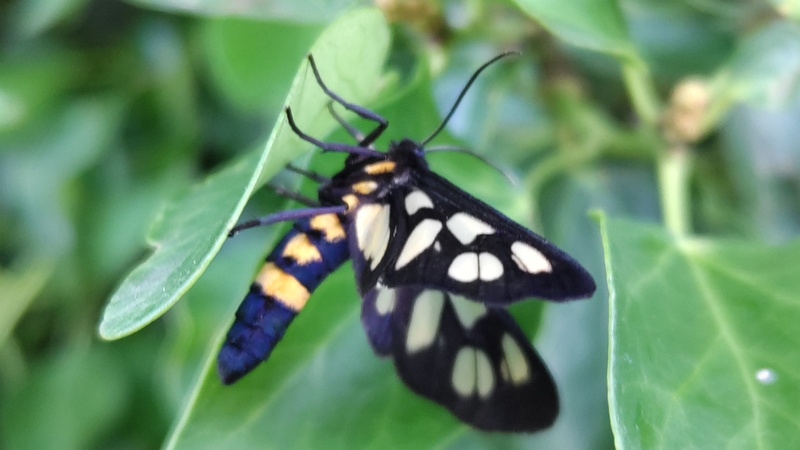 カノコガ 横浜市旭区今宿南町