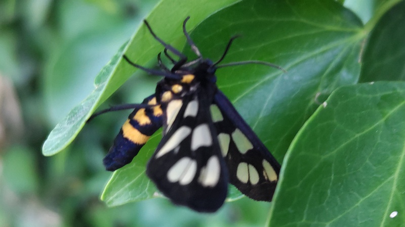 カノコガ 横浜市旭区今宿南町