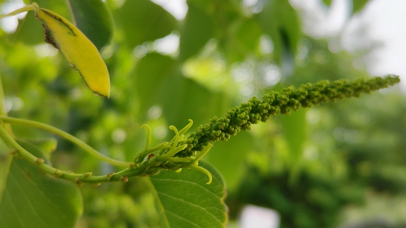 ナンキンハゼの花 川崎市幸区さいわいふるさと公園