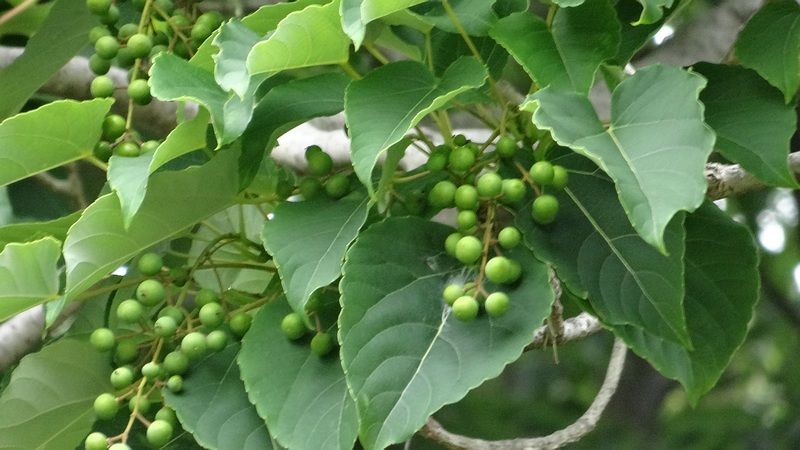 イイギリの若い果実 川崎市幸区さいわいふるさと公園