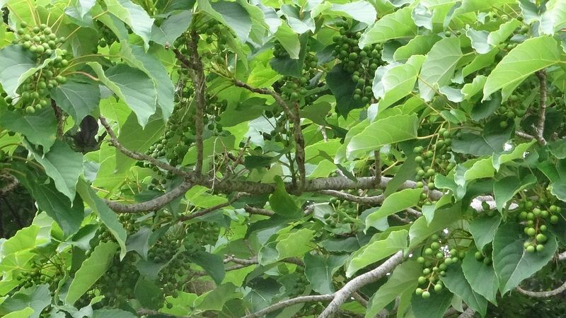 イイギリの若い果実 川崎市幸区さいわいふるさと公園
