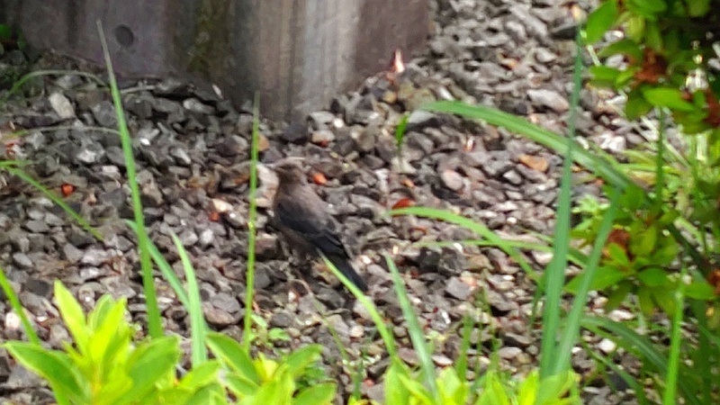 イソヒヨドリ♀ 川崎市幸区