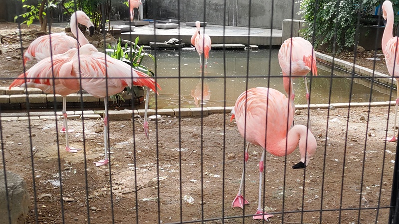 チリーフラミンゴ 川崎市幸区夢見ヶ崎公園