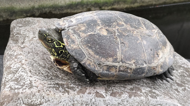 クサガメ 川崎市幸区夢見ヶ崎公園