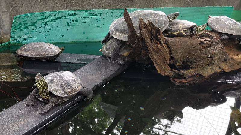 クサガメ 川崎市幸区夢見ヶ崎公園