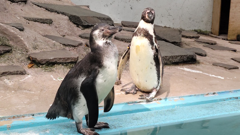 フンボルトペンギン 川崎市幸区夢見ヶ崎公園