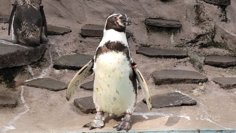 フンボルトペンギン 川崎市幸区夢見ヶ崎公園