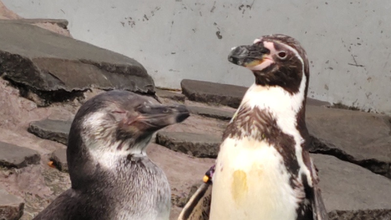 フンボルトペンギン 川崎市幸区夢見ヶ崎公園