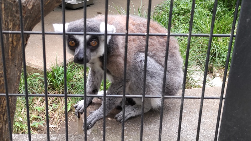 ワオキツネザル 川崎市幸区夢見ヶ崎公園