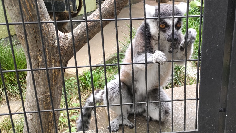 ワオキツネザル 川崎市幸区夢見ヶ崎公園