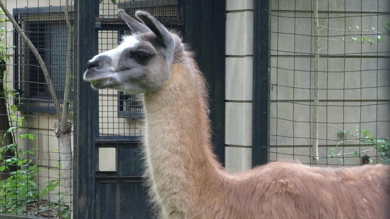 ラマ 川崎市幸区夢見ヶ崎公園