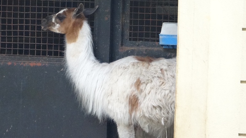 ラマ 川崎市幸区夢見ヶ崎公園