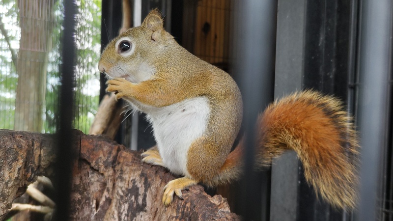 アカリス 川崎市幸区夢見ヶ崎公園