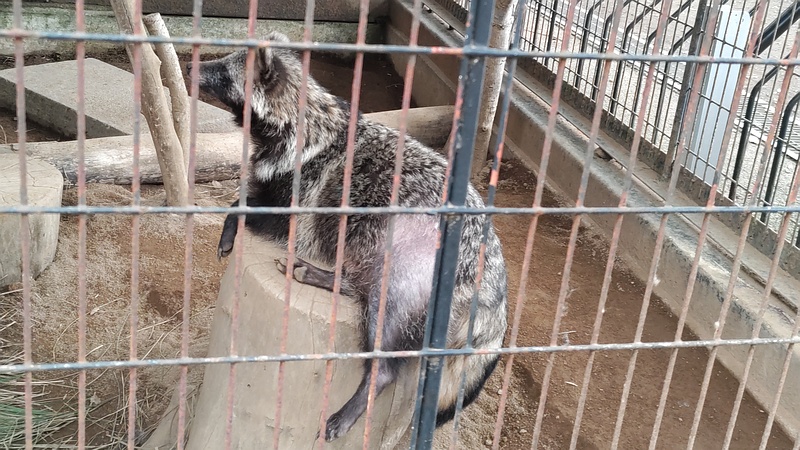 タヌキ 川崎市幸区夢見ヶ崎公園