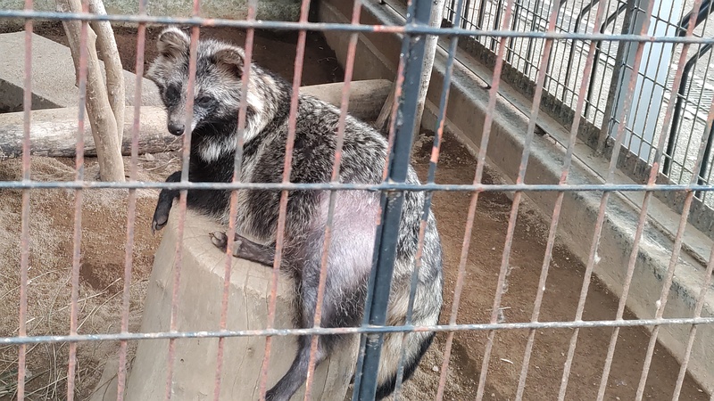 タヌキ 川崎市幸区夢見ヶ崎公園