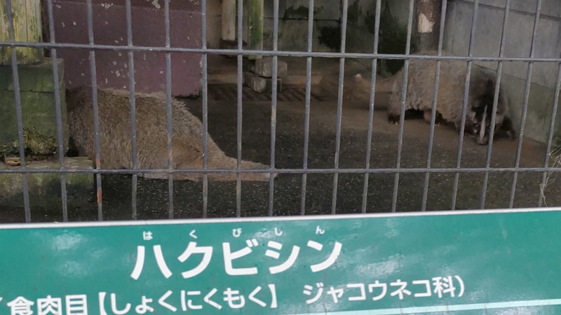 ハクビシン 川崎市幸区夢見ヶ崎公園