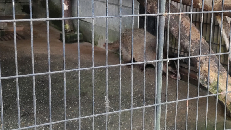 ハクビシン 川崎市幸区夢見ヶ崎公園