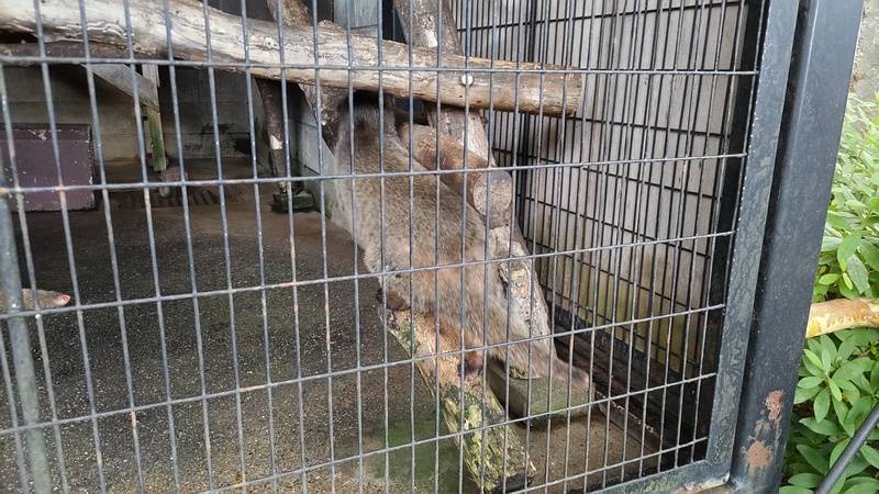 ハクビシン 川崎市幸区夢見ヶ崎公園