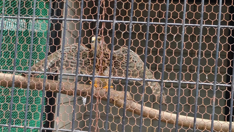 チョウゲンボウ 川崎市幸区夢見ヶ崎公園