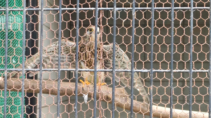 チョウゲンボウ 川崎市幸区夢見ヶ崎公園