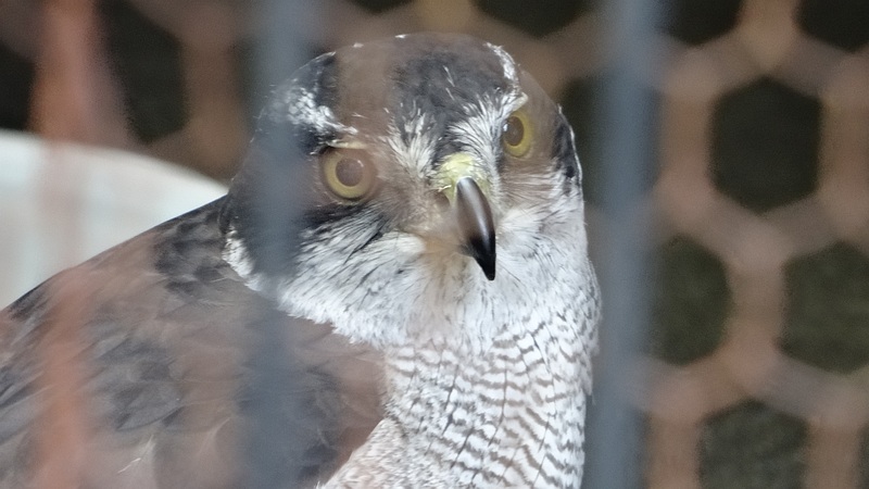 オオタカ 川崎市幸区夢見ヶ崎公園