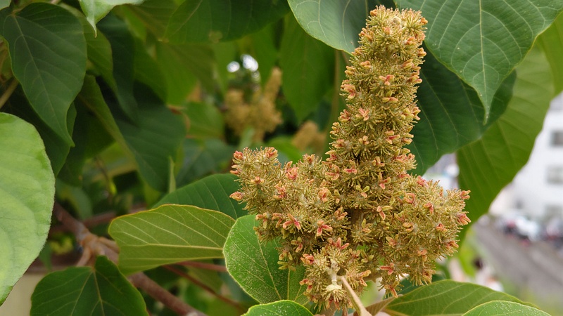 アカメガシワの雌花 川崎市幸区夢見ヶ崎公園