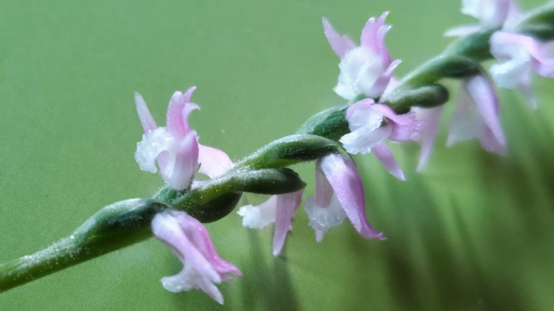 ネジバナの花 横浜市旭区今宿南町