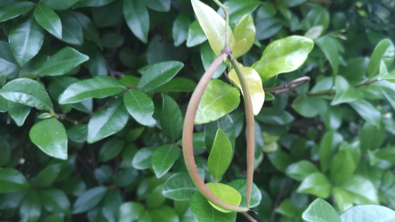 テイカカズラの果実 川崎市幸区創造のもり