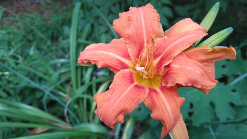 ワスレグサの花 横浜市旭区希望が丘水の森公園