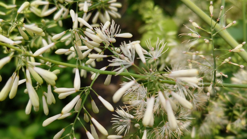 タケニグサの花 横浜市旭区希望が丘水の森公園