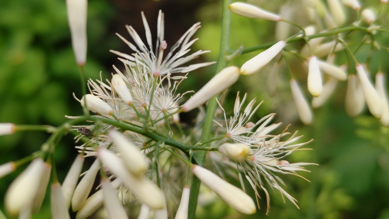 タケニグサの花 横浜市旭区希望が丘水の森公園