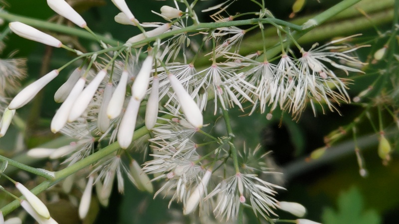 タケニグサの花 横浜市旭区希望が丘水の森公園