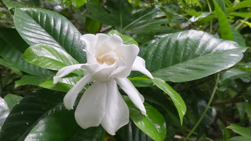 クチナシの花 横浜市旭区希望が丘水の森公園