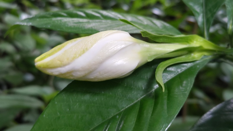 クチナシの蕾 横浜市旭区希望が丘水の森公園