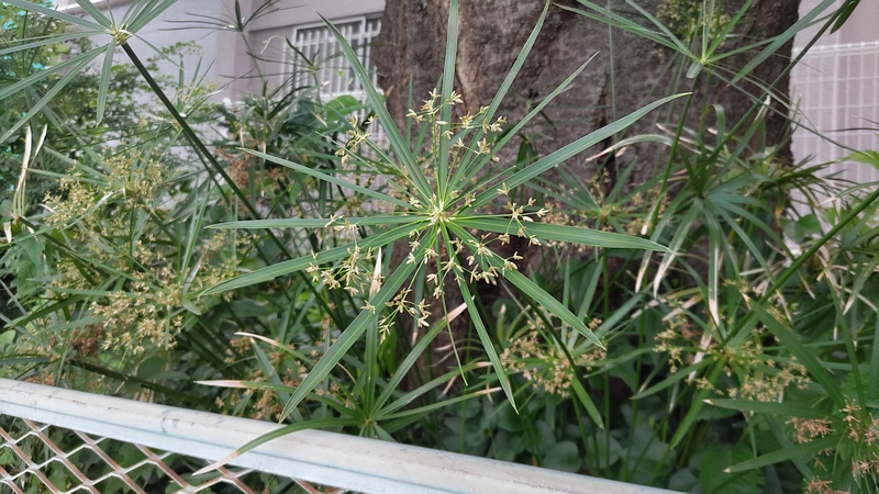 シュロガヤツリの花