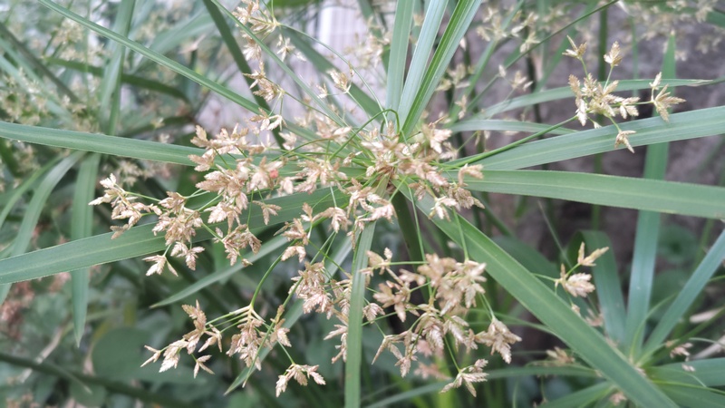 シュロガヤツリの花 横浜市旭区中希望が丘